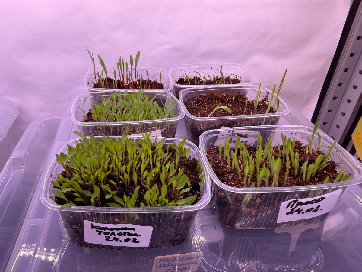 Рассада декоративных злаков под фитолампами, начало марта 2026