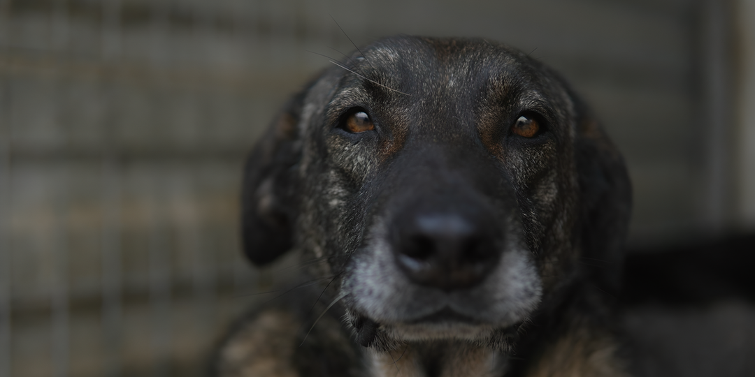 Тот, кто не разучился верить: Балу из «Краснодога» семь лет ждет свою семью