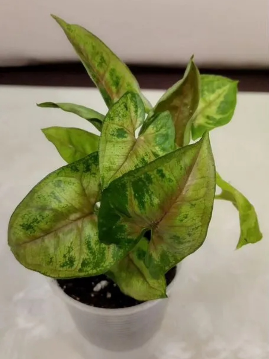 ФОто растения.