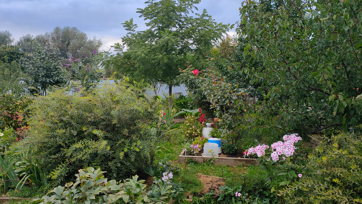 08.09.23 Маньчжурский орех в моем саду