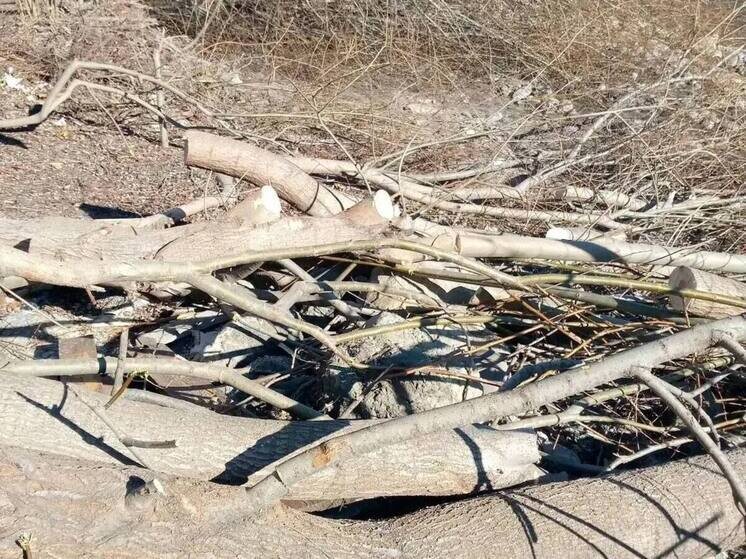     Фото: телеграм-канал Минприроды Дагестана