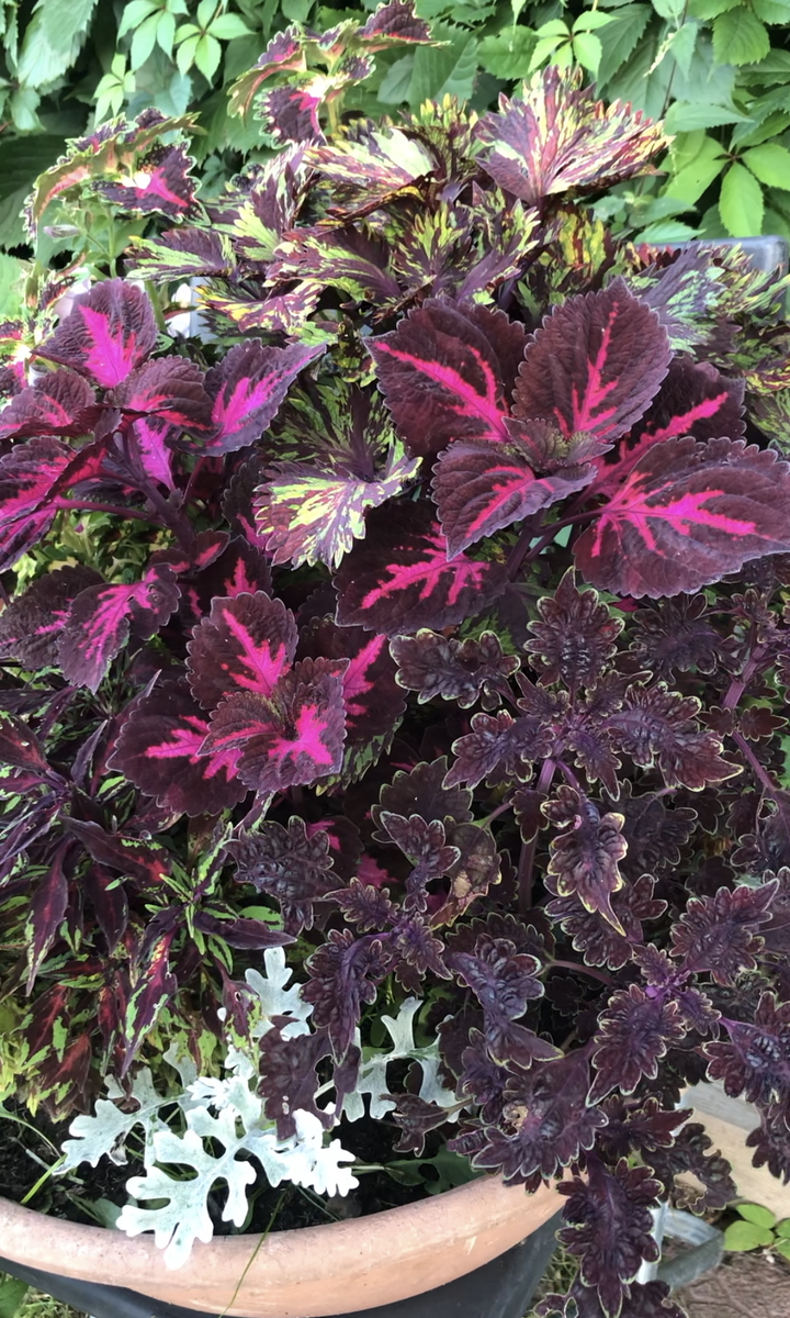 Мои колеусы в горшечной композиции, 2023