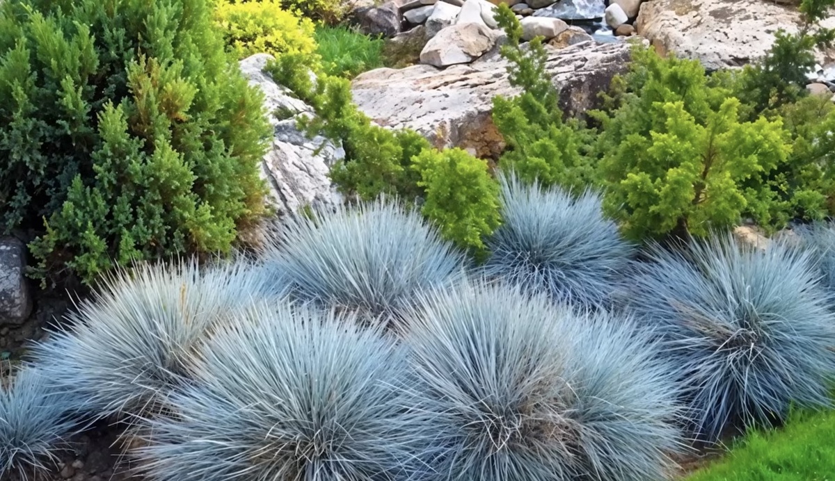 Овсянница. Фото из интернета