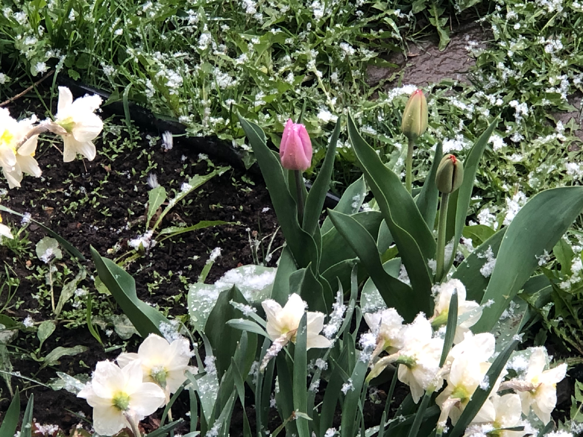 Снег 1 мая 2025