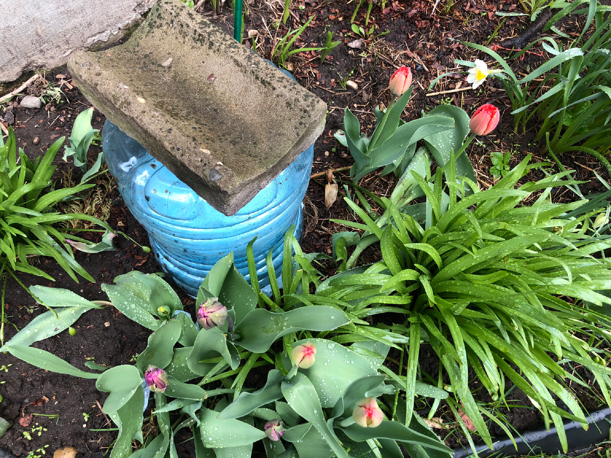 Клумба обработана, добавлен конский навоз, частично замульчирована (справа вверху), перед заморозками поставлены легкие укрытия на молодые гортензии, апрель 2025