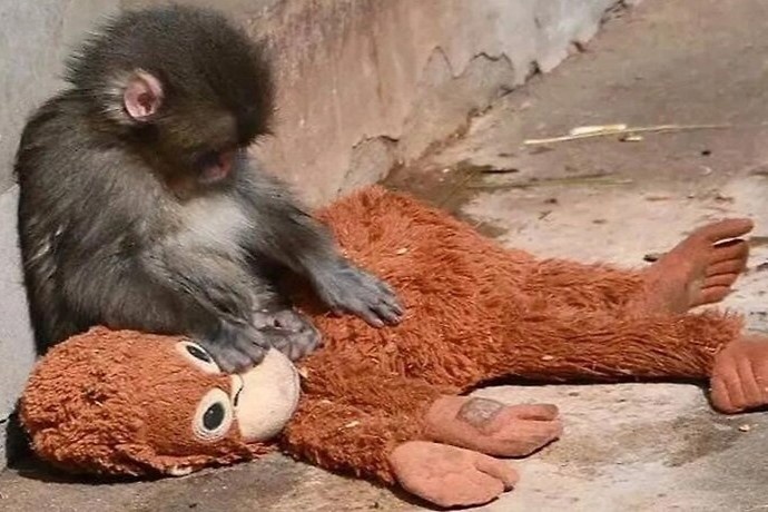 Фото: youtube.com/Japan Zoo Story