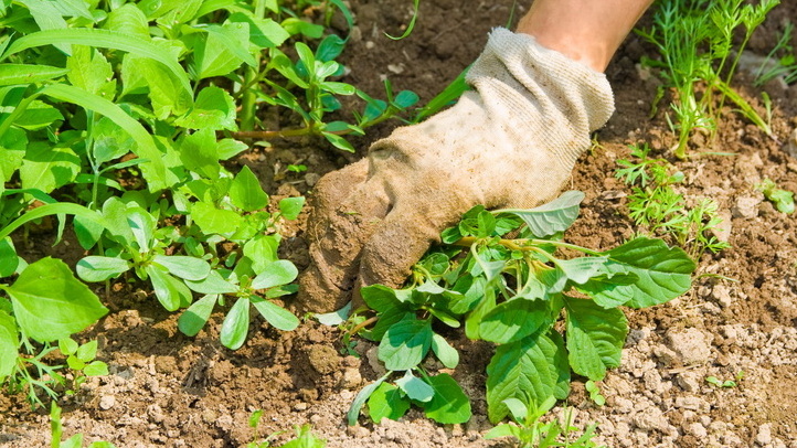 Так мои грядки выглядели три года назад — одна прополка