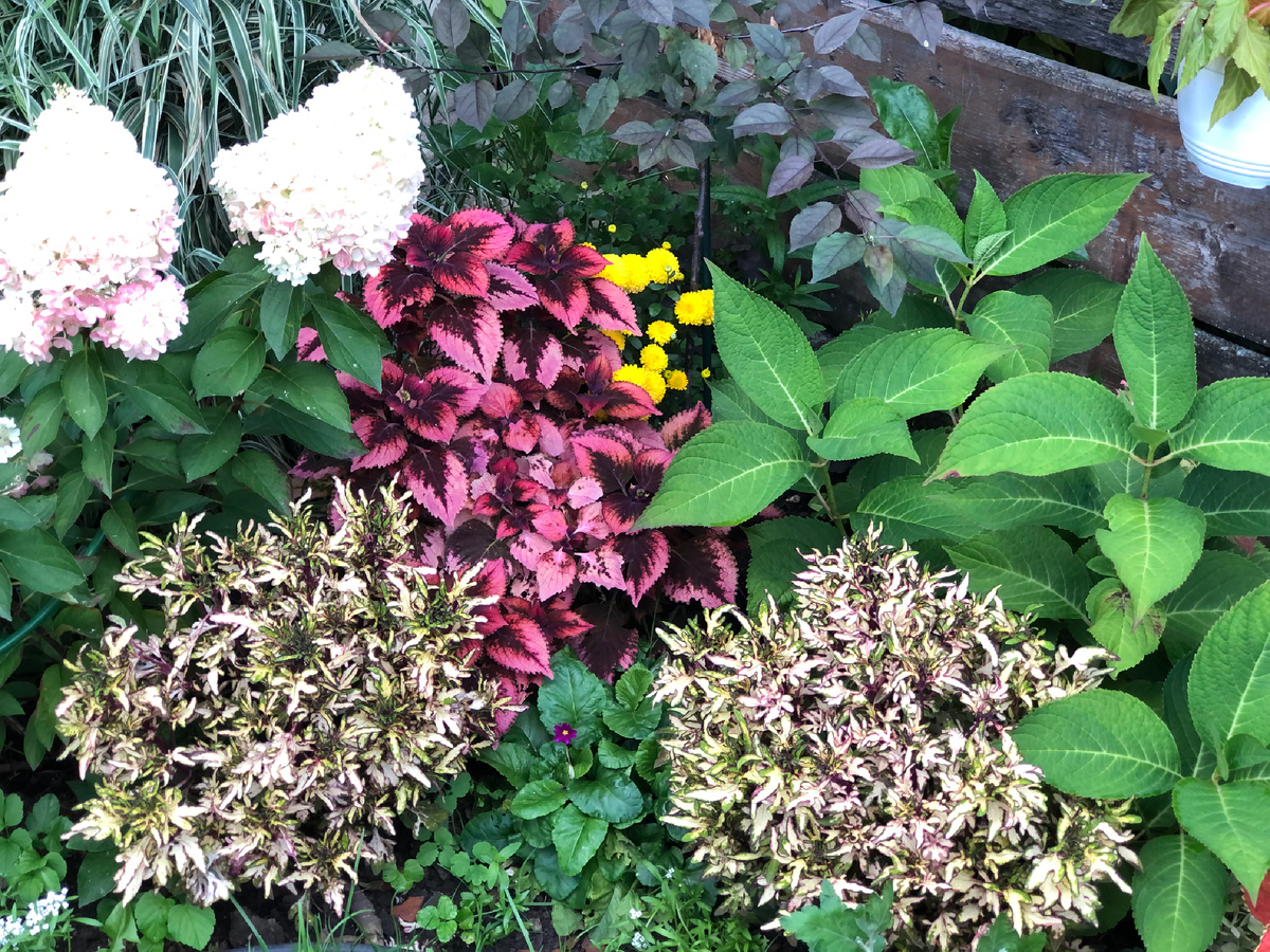 Эту клумбу я обновляю каждый год. В 2025-м здесь подселила примулы, колеусы и хризантему к гортензиям, фалярису, яблоне декоративной Маккамик. 