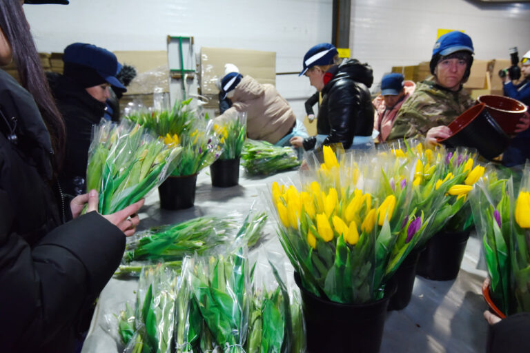    В Оренбургской теплице вырастили 20 миллионов тюльпанов Ирина Рабочих