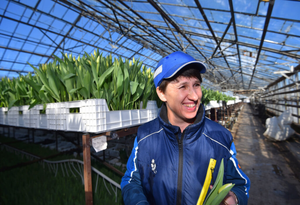    В Оренбургской теплице вырастили 20 миллионов тюльпанов Ирина Рабочих