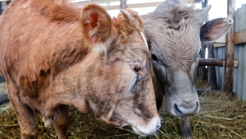      Фото: Дмитрий Ахмадуллин / / ИА «Победа26»