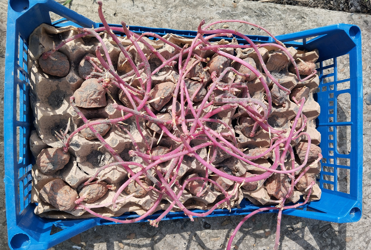 Фото автора статьи: Ворошиловой М. В. 15.03.2025 г этиолированные ростки картофеля сорта Радриго 