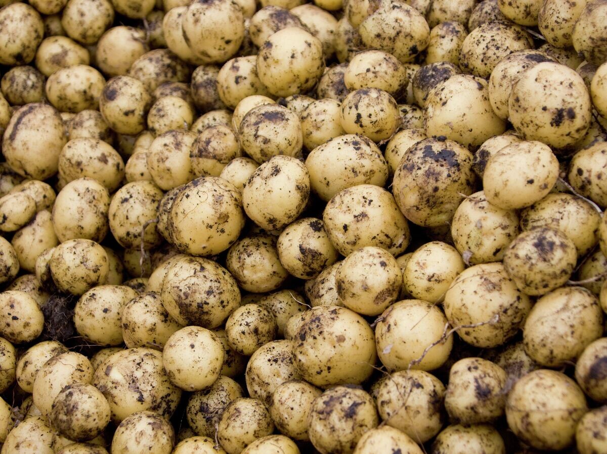    Картофель© РИА Новости . Павел Лисицын