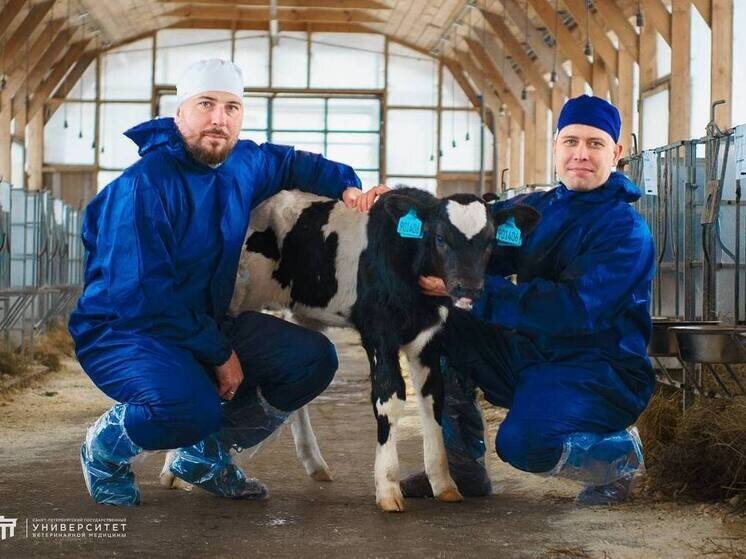     Мать животного — высокопродуктивная корова из Ленобласти. Фото: пресс-служба СПбГУВМ