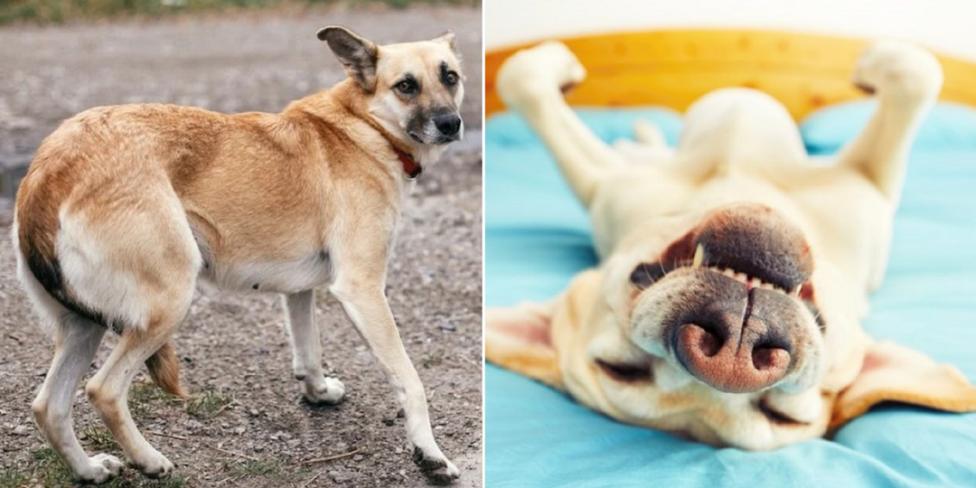 15 собачьих жестов, которые нужно понимать владельцу