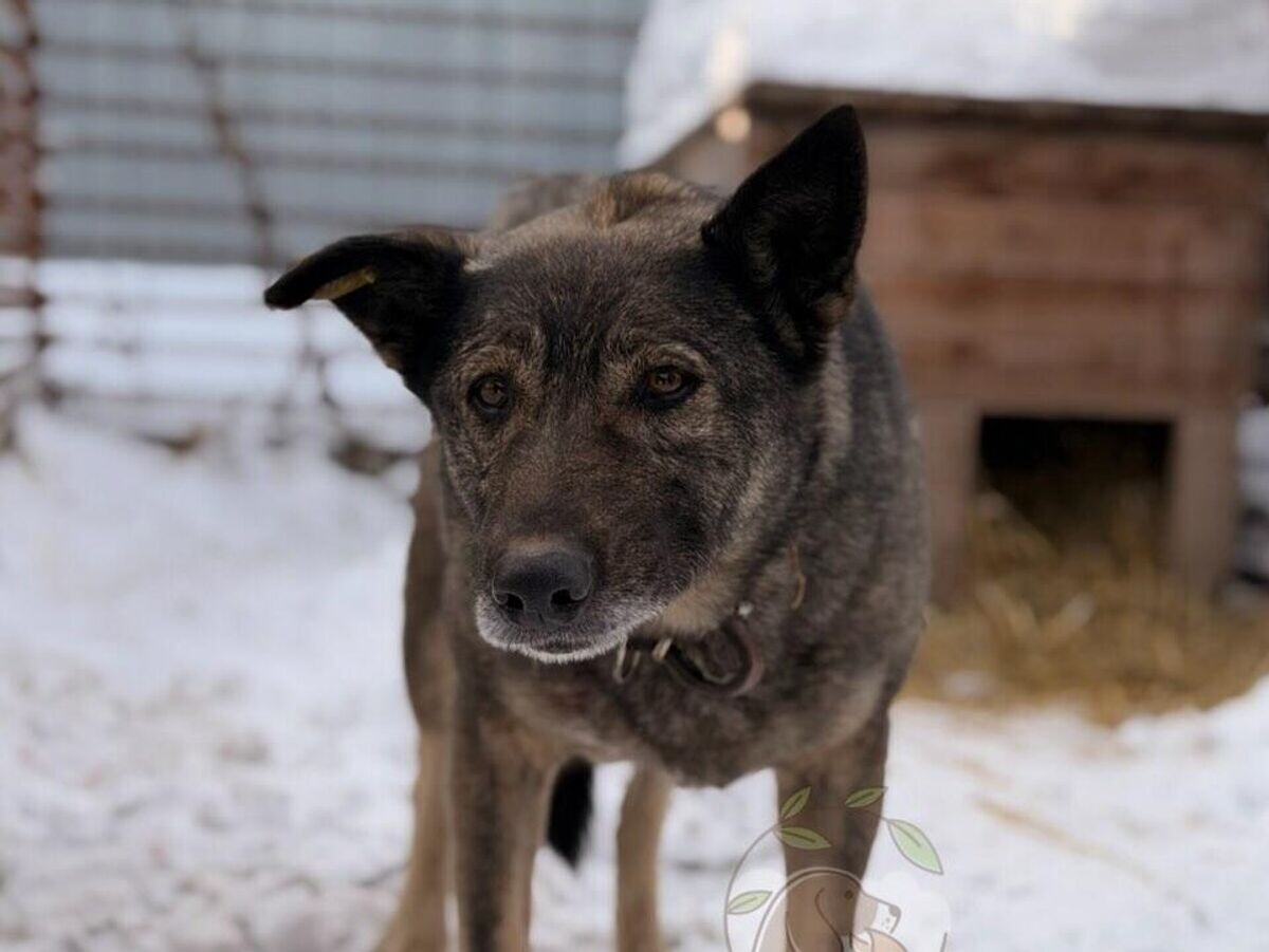    Боня | © Фото : Приют для животных "Того"/ВКонтакте