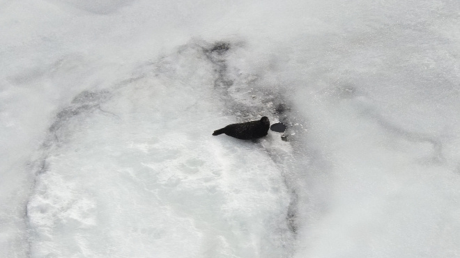 Фото: Сергей Назаров, Нижне-Свирский заповедник/ВКонтакте