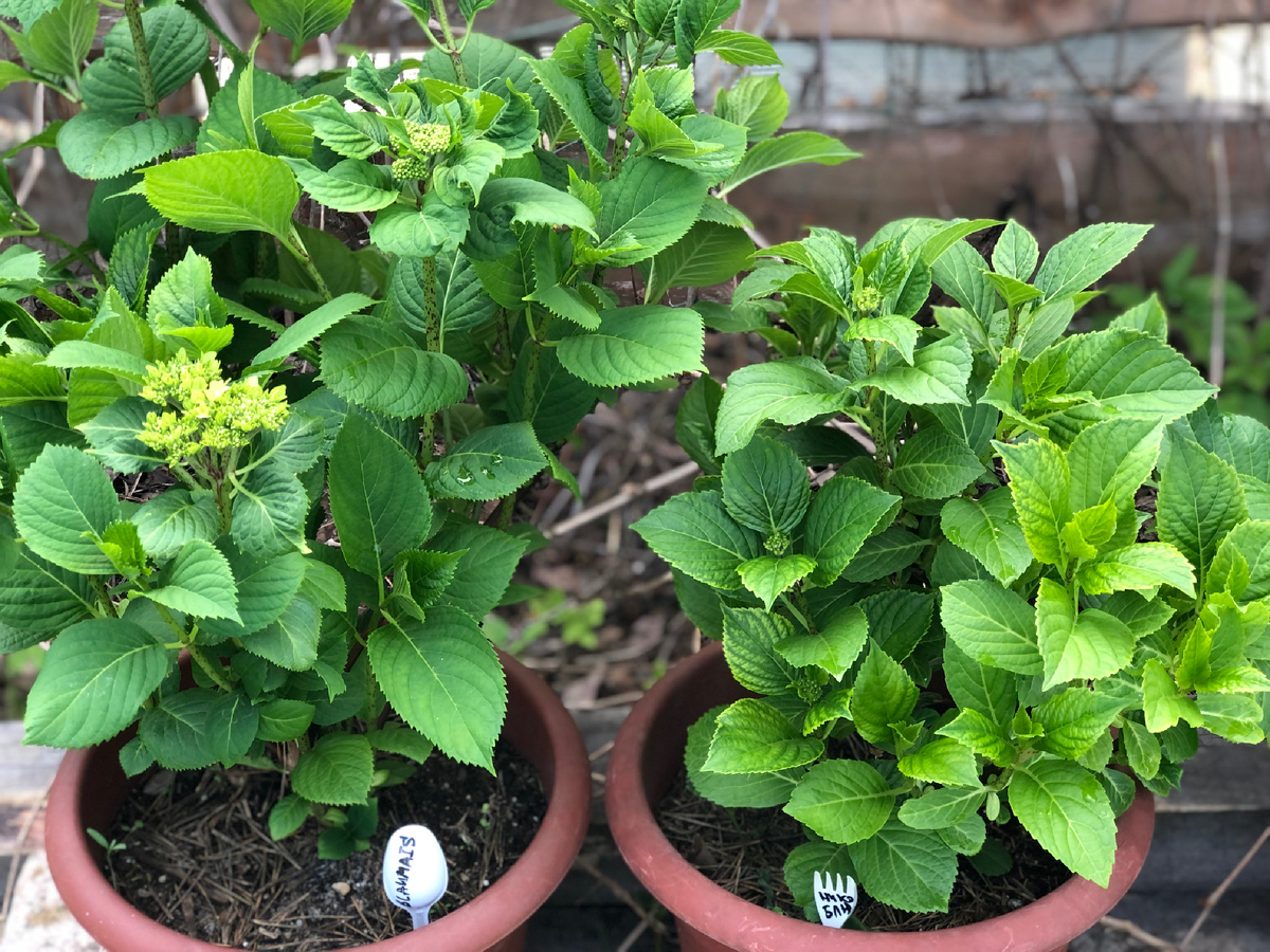 Вот такие крупнолистные гортензии я высаживала в грунт в конце мая 2024.