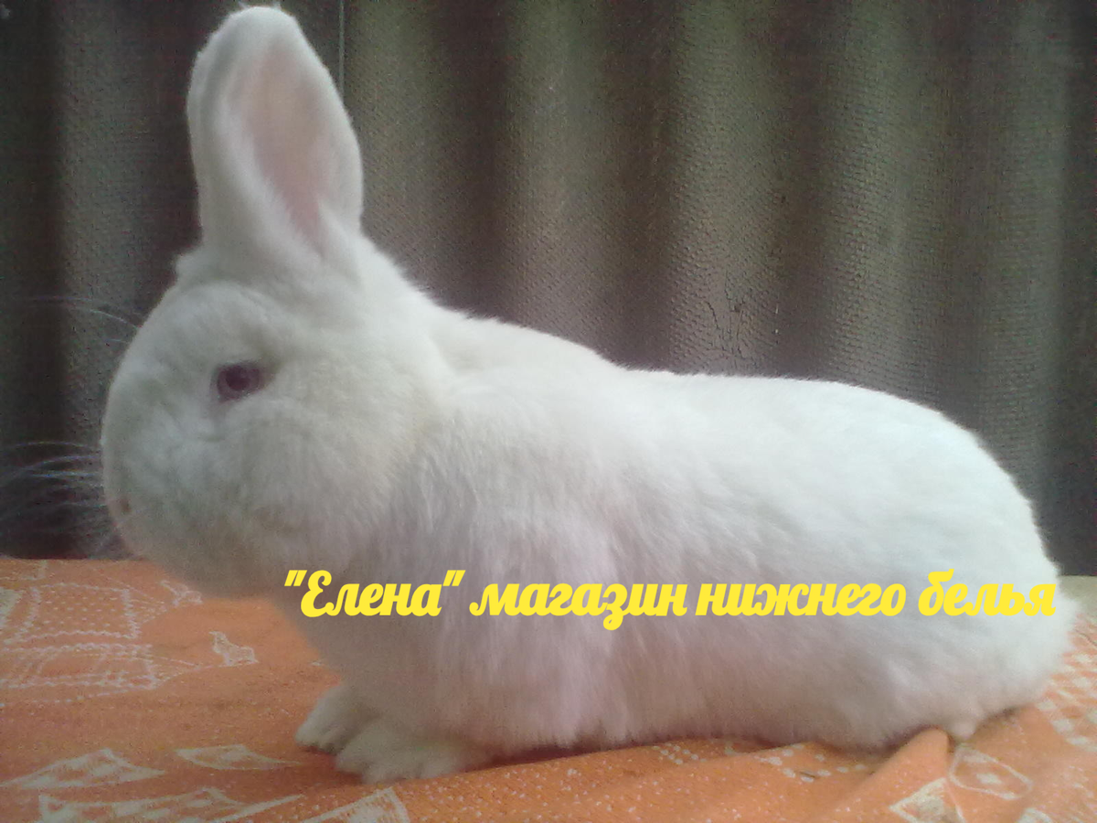 Фото автора Мой красавчик 