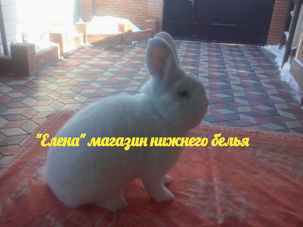 Фото автора Мой красавчик 