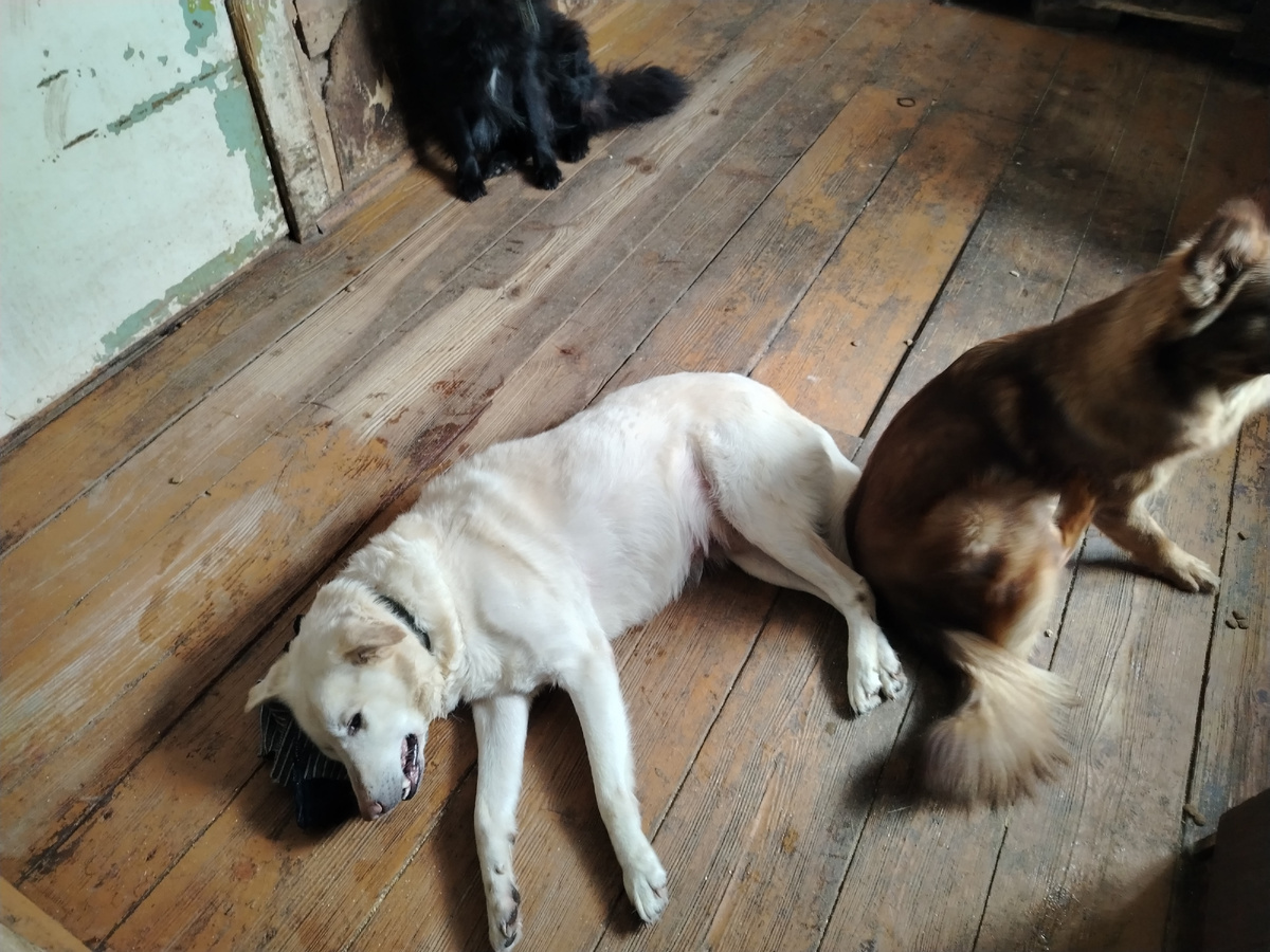 Ещё живой Тортик. Сегодня утром посте прогулки. 