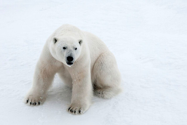 Пресс-служба «Роснефти»   📷