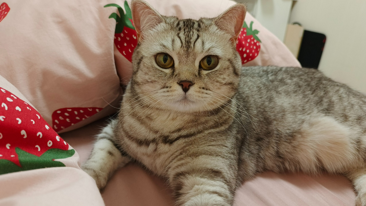 Наша Плюшечка оценила качество