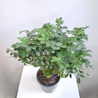      Муррайя Придонье Газета