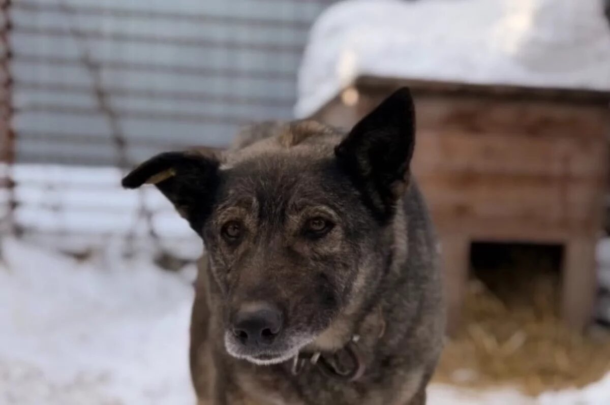    Сеть пиццерий передала деньги на содержание собаки в Челябинске