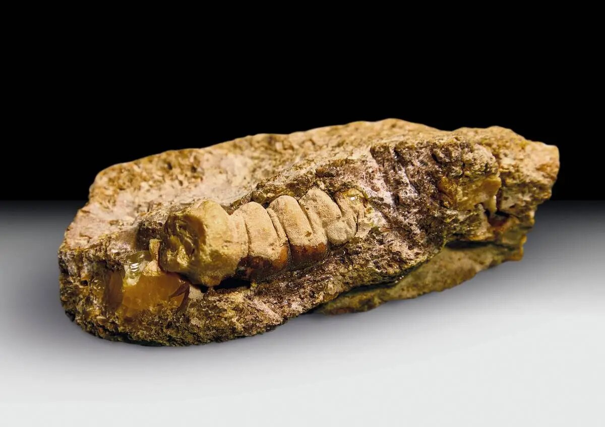     © Пресс-служба Калининградского янтарного комбината. Екатерина Третьякова