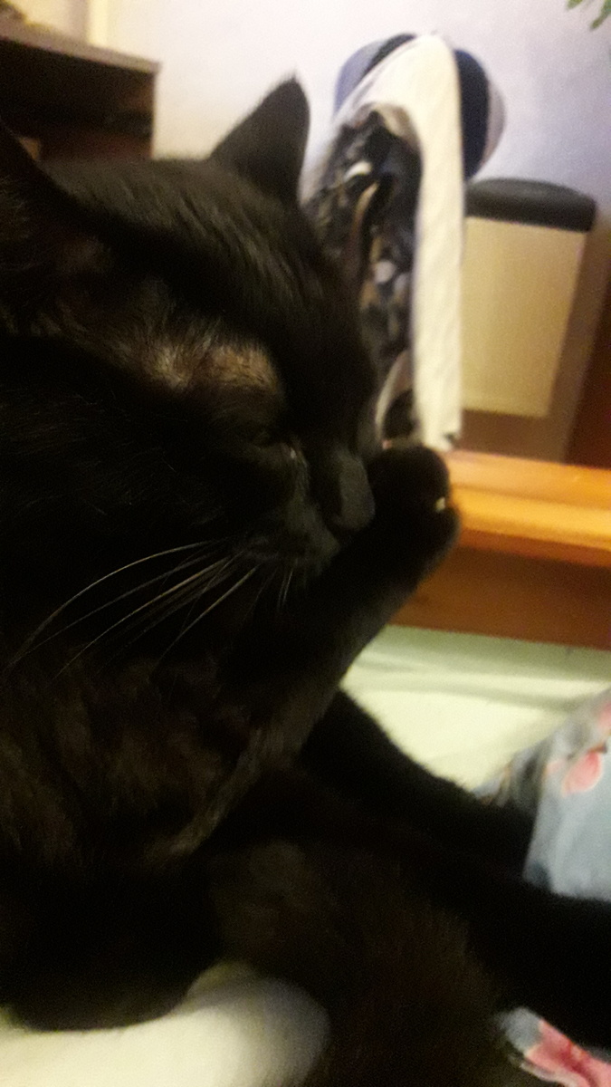 фото автора. Это не Мэйсон (его фото к сожалению нет) Это Макс мой кот 12 лет