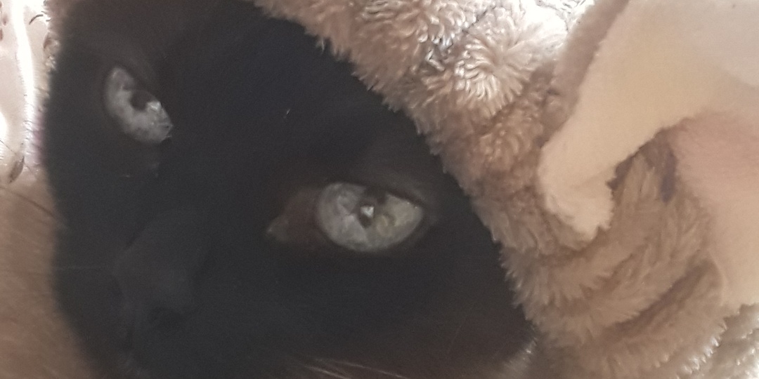 Сторож между мирами: почему кошки видят то, что не дано нам.