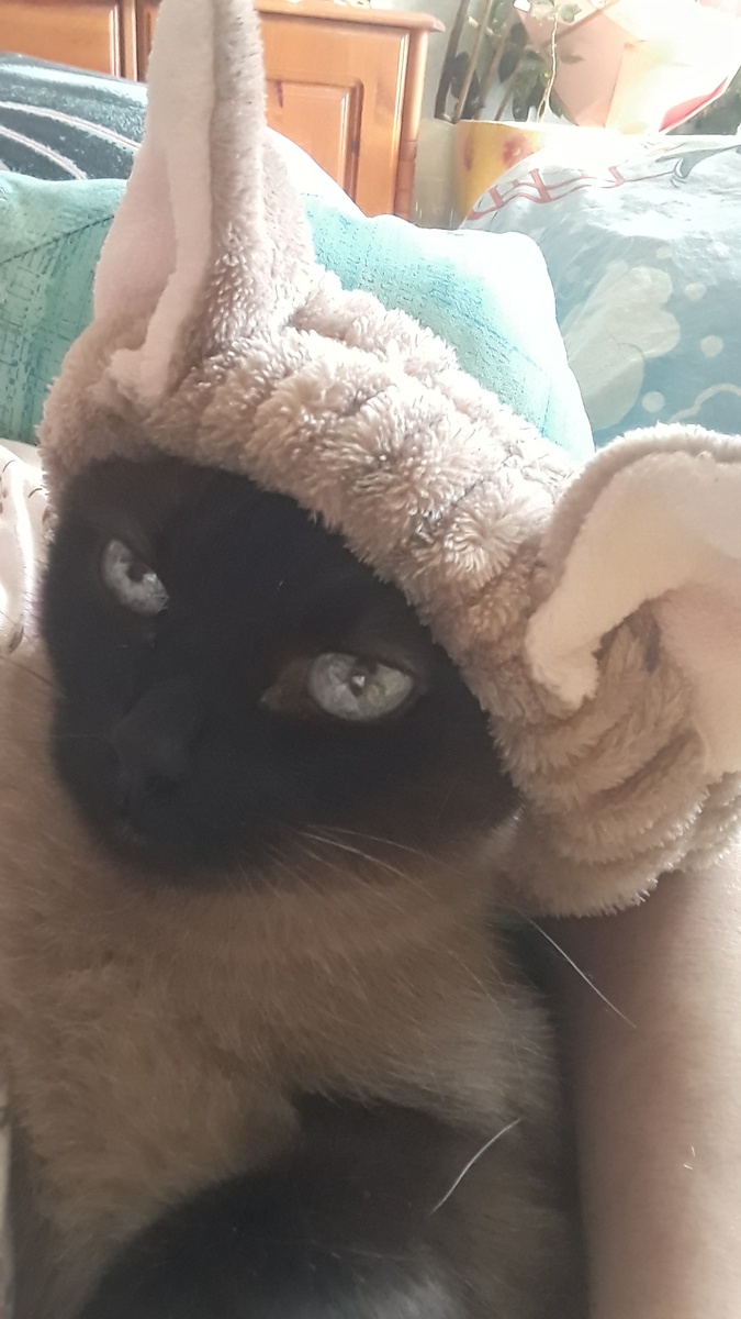 Мусяшка фото автора