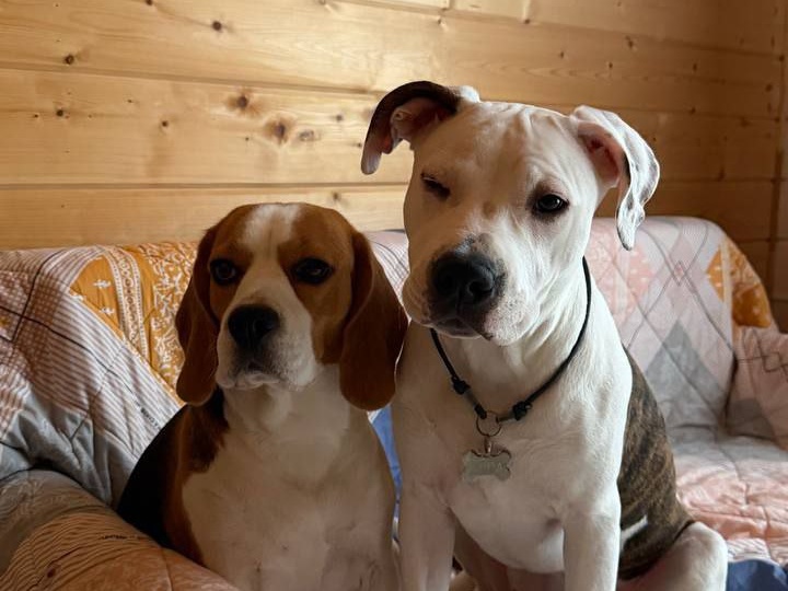 Собака уничтожает дом