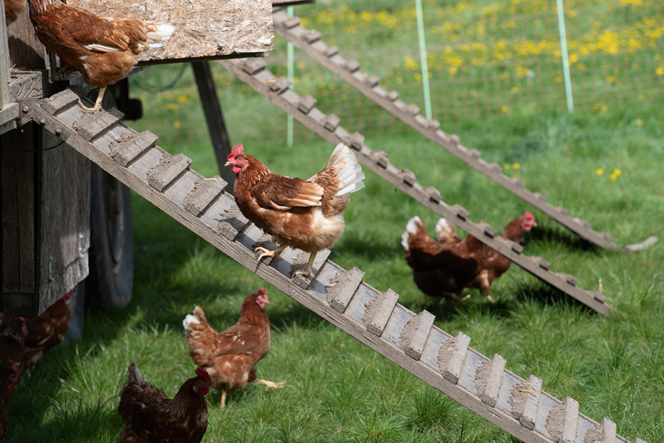    Shutterstock/FOTODOM