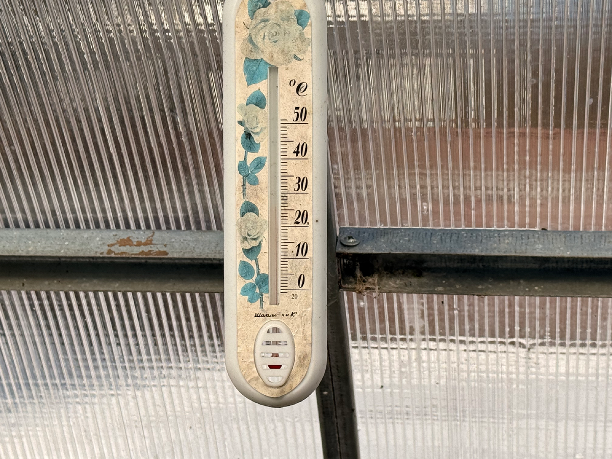 Сегодня в теплице, 20 марта 2026