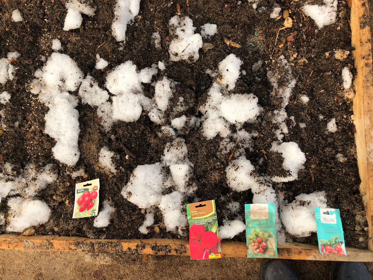 Вот так сеяла в 2023 году. Но лучше подождать, когда снег растает. Все равно взойдет, когда будет положительная температура