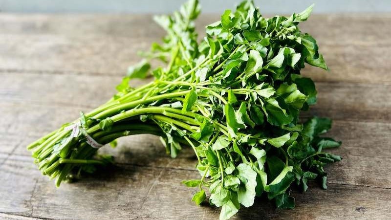 Брокколи отдыхает: назван самый полезный овощ в мире. В чем его сила и как вырастить