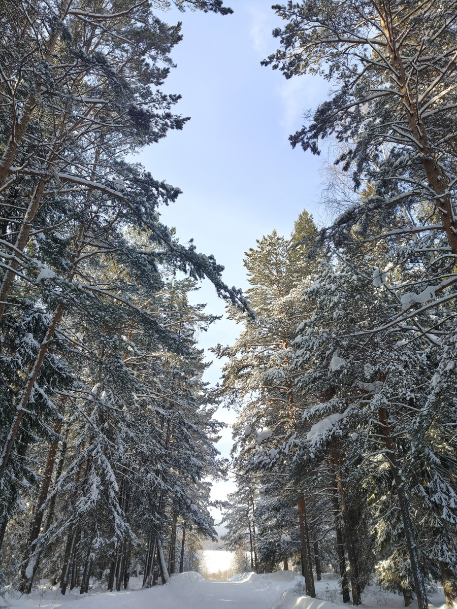 Фото моё. На прогулке. Внизу , посередине, белое, это пруд. 