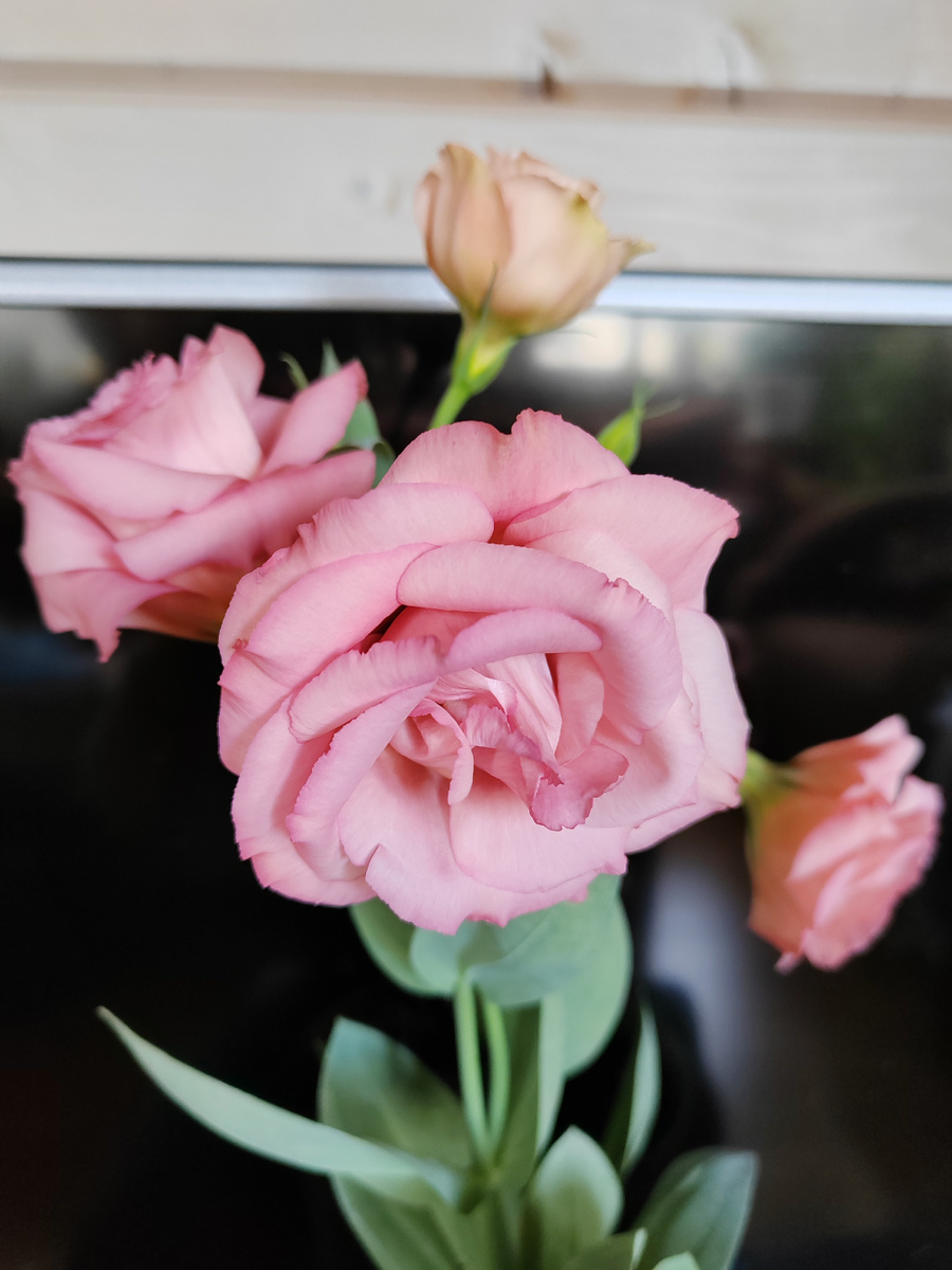 Эустомы будут радовать вас долго