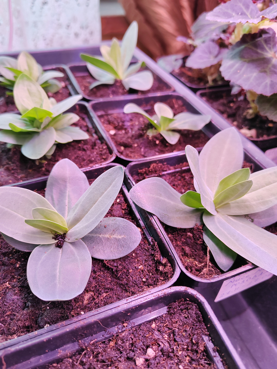 Эустомам уже 3 месяца