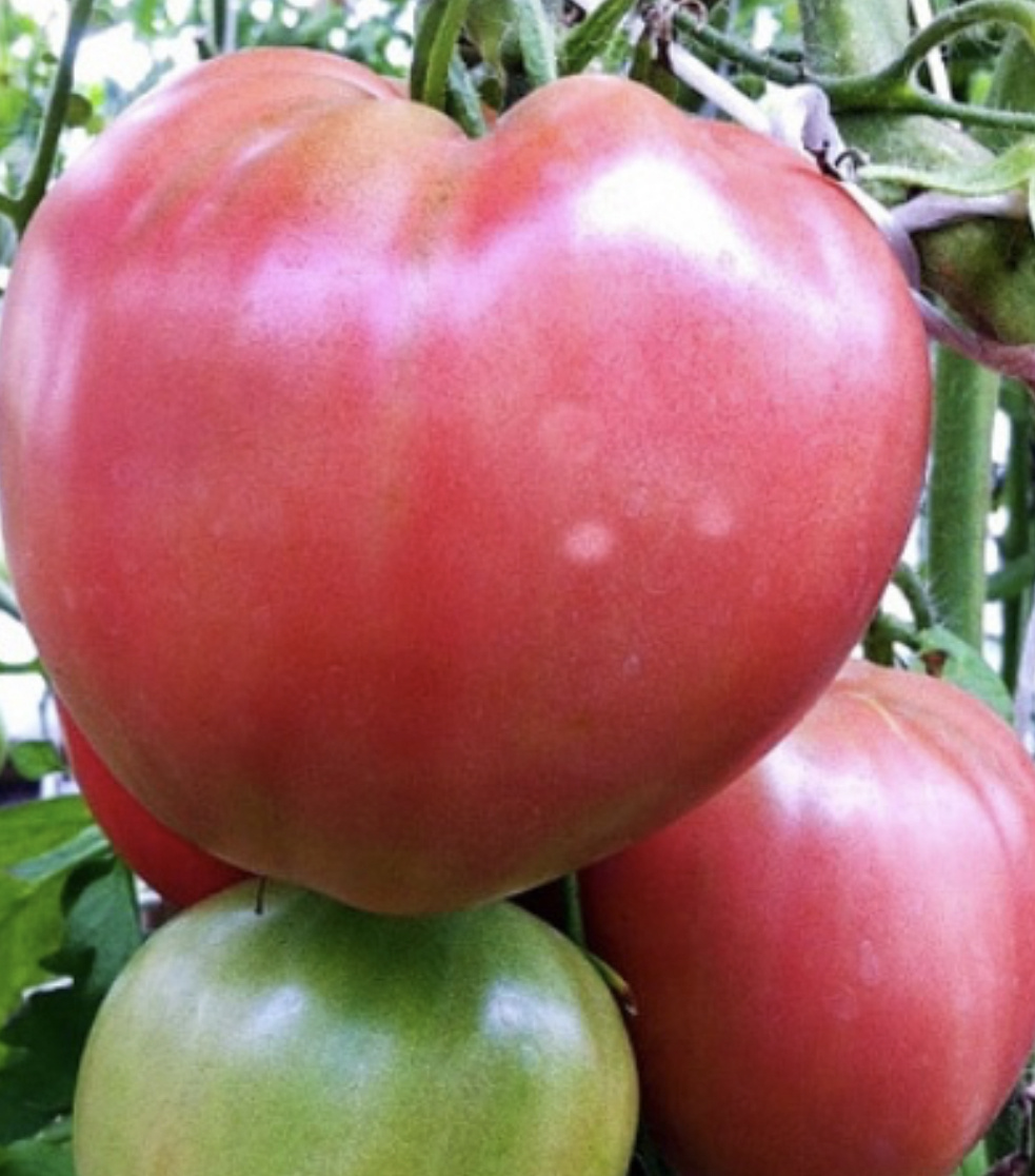 Томаты Бычье сердце, 2025