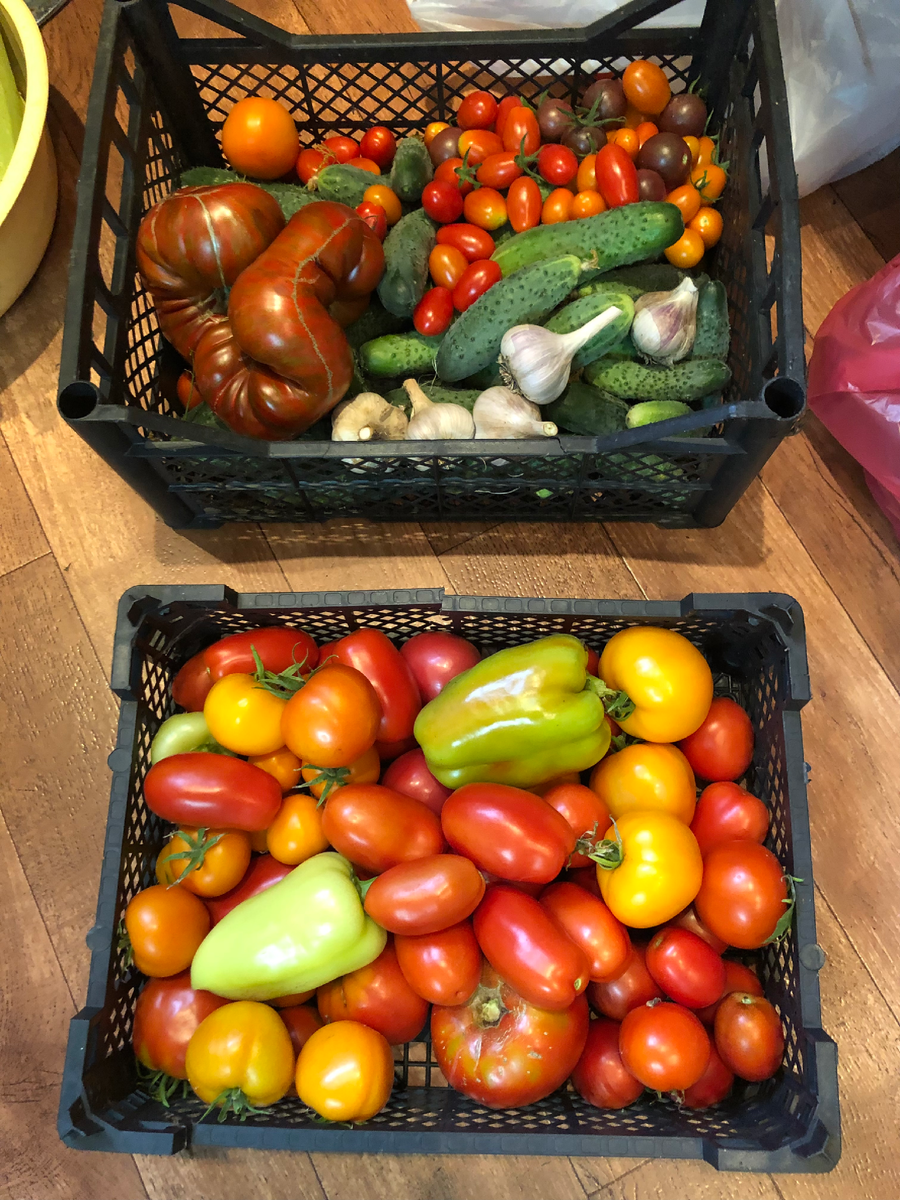 Мои помидоры, перцы разных сортов, 2024