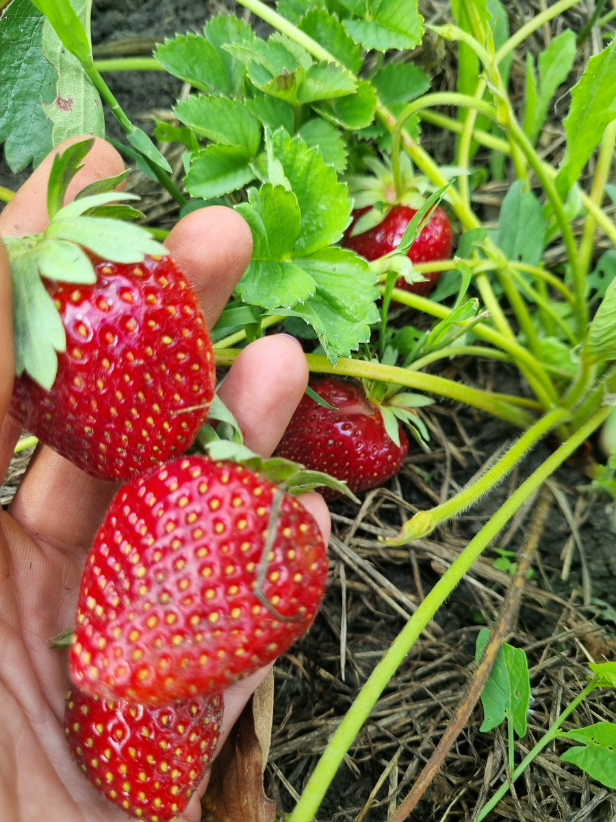 Домашняя клубника. В магазинах 498р за подложку 250гр