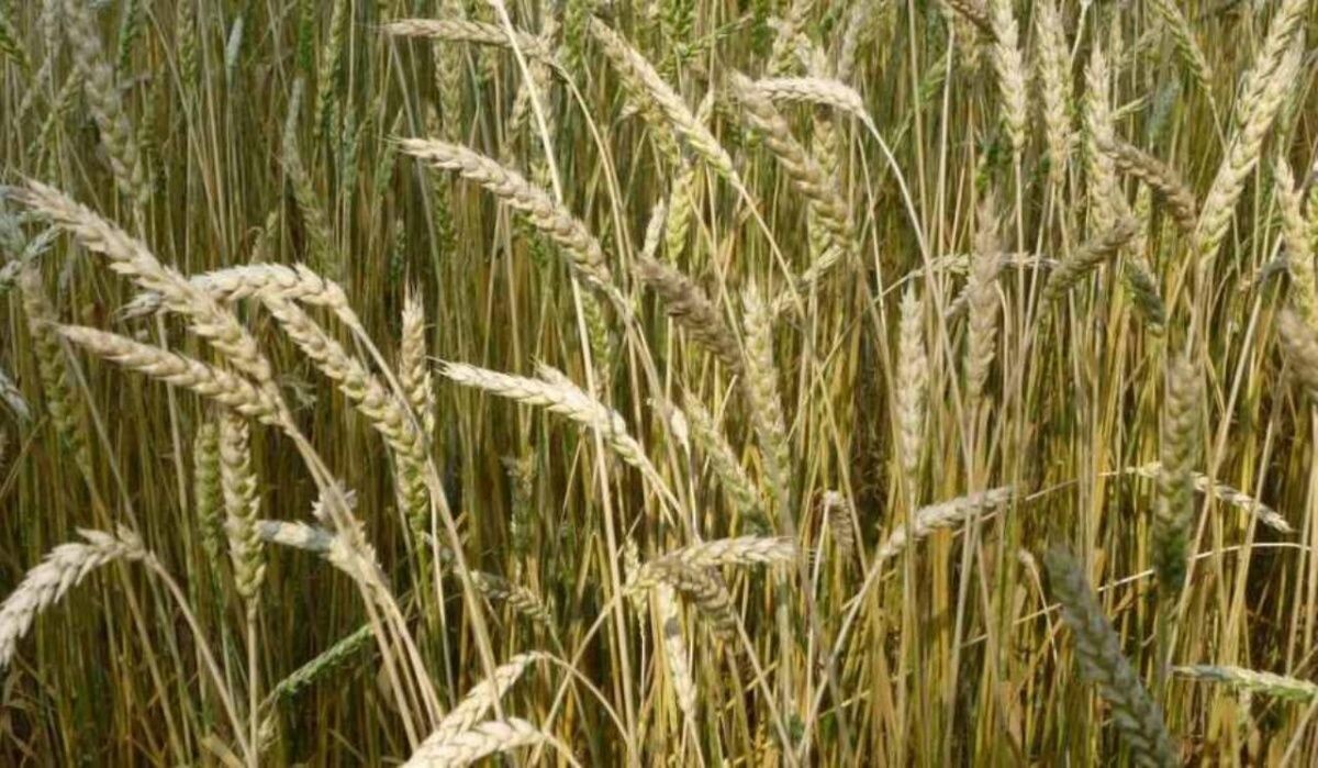     Пшеница. Источник: omsk.kp.ru Автор фото: Кирилл Янчицкий