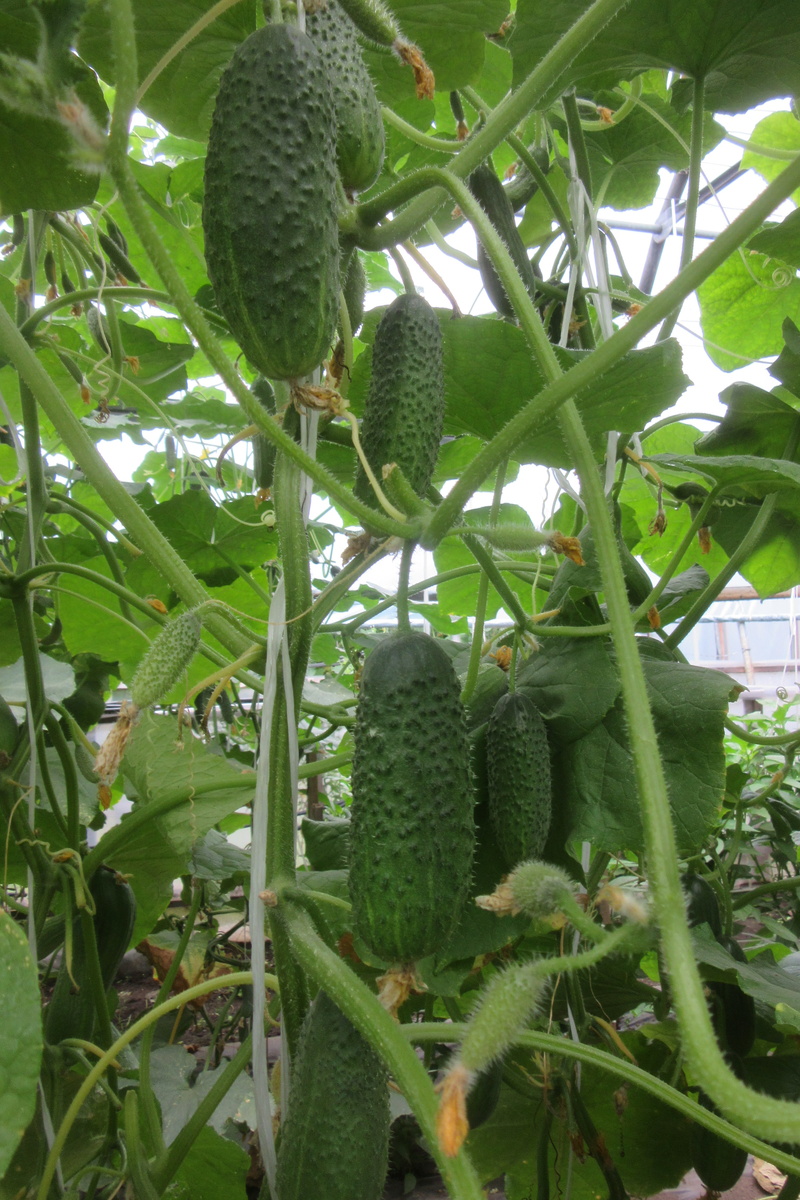 Огурец Закрутка F1, авторское фото