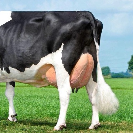 Вымя молочных коров: гид по здоровью и продуктивности. О чём молчит корова. Хачатуров А.