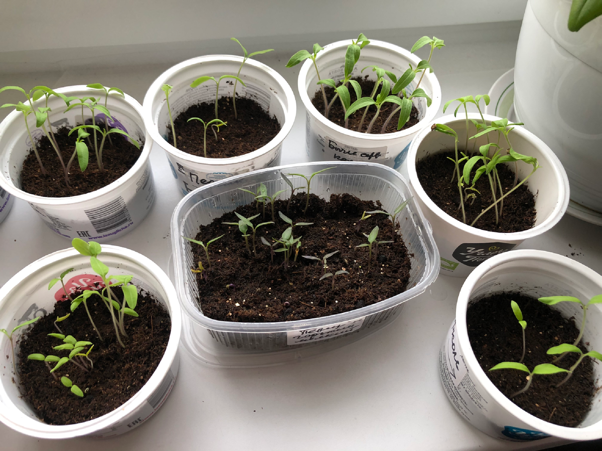 Всходы помидоров разных сортов, 1 апреля 2025