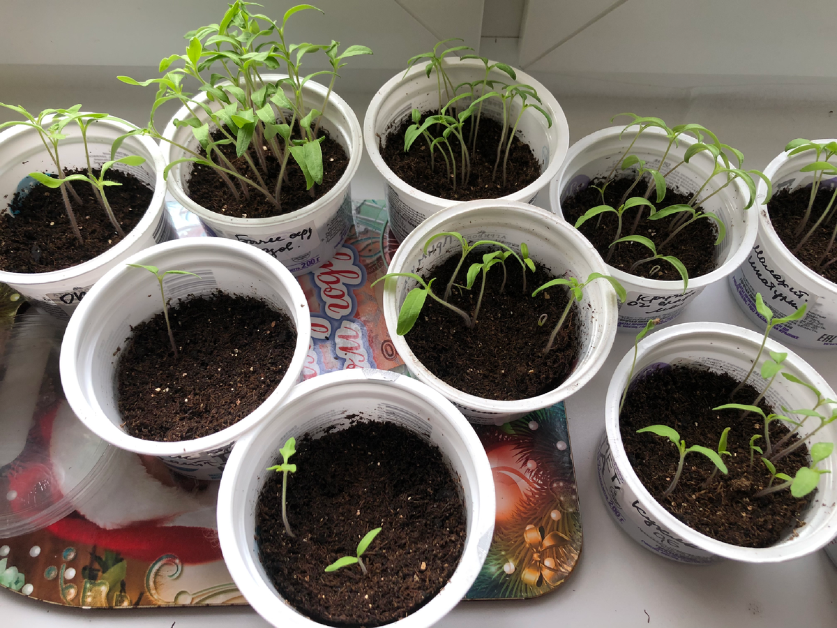 Томаты разных сортов до пикировки, апрель 2025