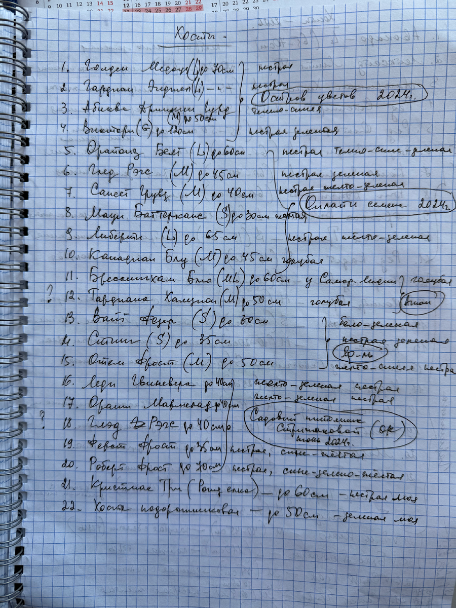 Список сортов хост, которые уже растут в грунте на конец 2025 года